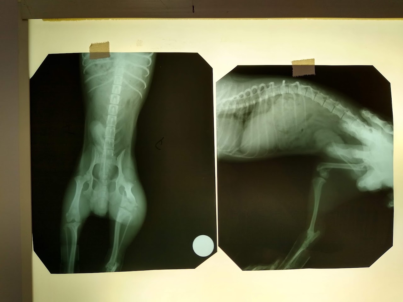 Cuidado felino y medicina preventiva